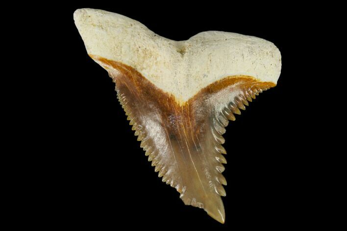 Fossil Shark Tooth (Hemipristis) - Bone Valley, Florida #113782